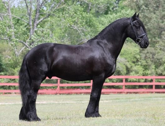 Valley Kingston - Warmblood Horse