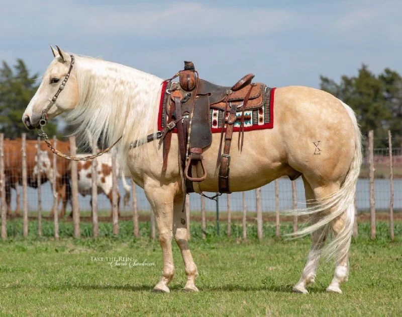 Valley Kingston - Warmblood Horse