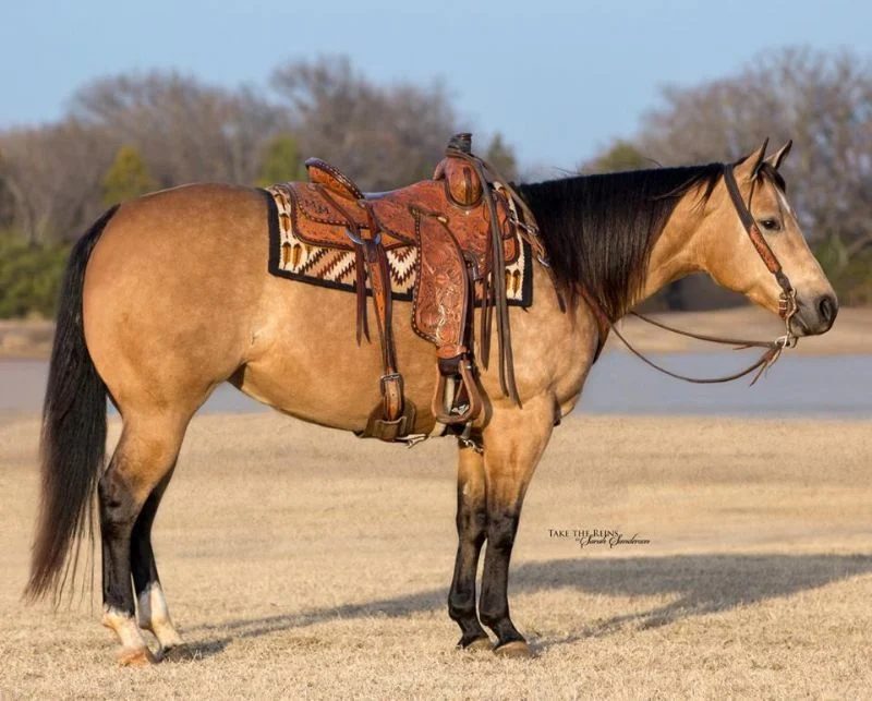 Valley Kingston - Warmblood Horse