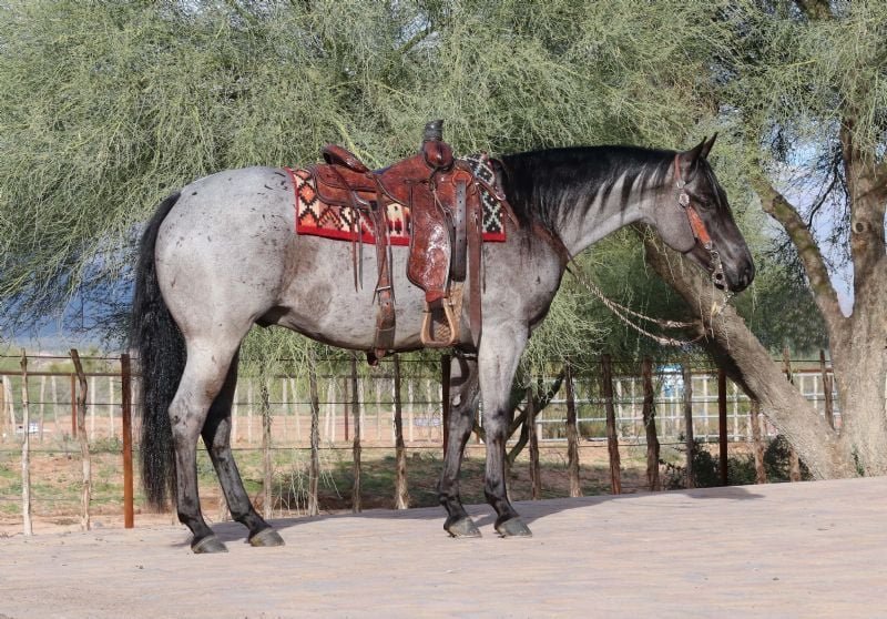 Valley Kingston - Warmblood Horse