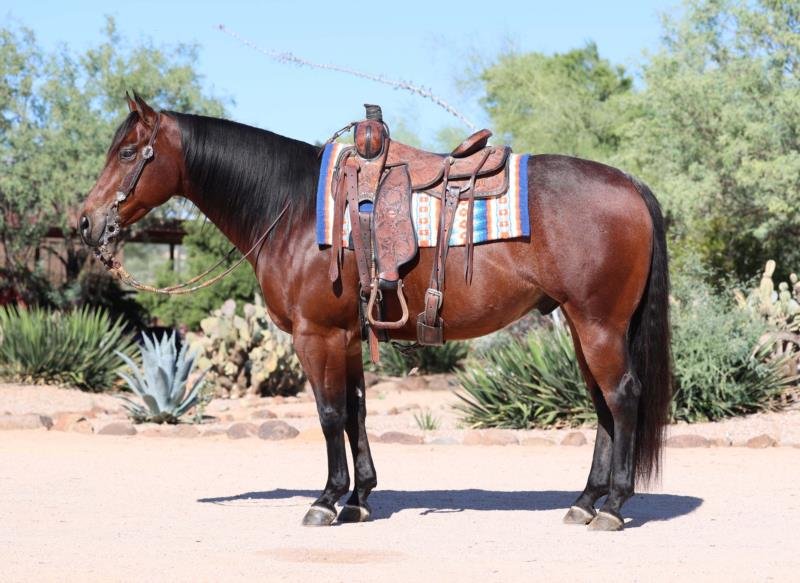 Valley Kingston - Warmblood Horse