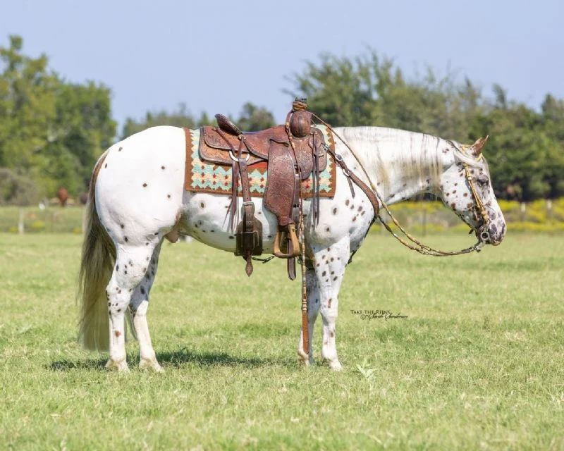 Valley Kingston - Warmblood Horse