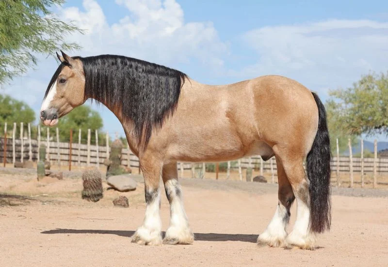 Valley Kingston - Warmblood Horse