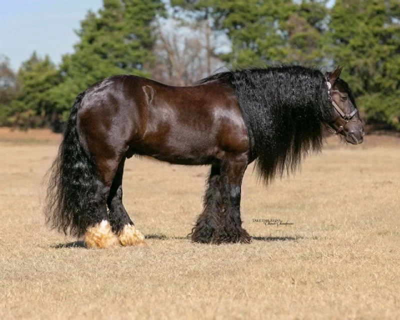 Valley Kingston - Warmblood Horse