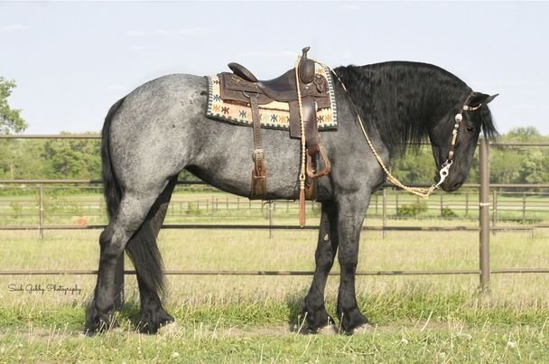 Valley Kingston - Warmblood Horse