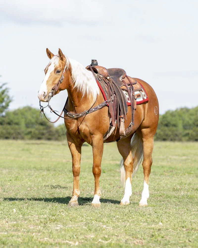 Valley Kingston - Warmblood Horse