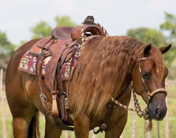 Valley Kingston - Warmblood Horse