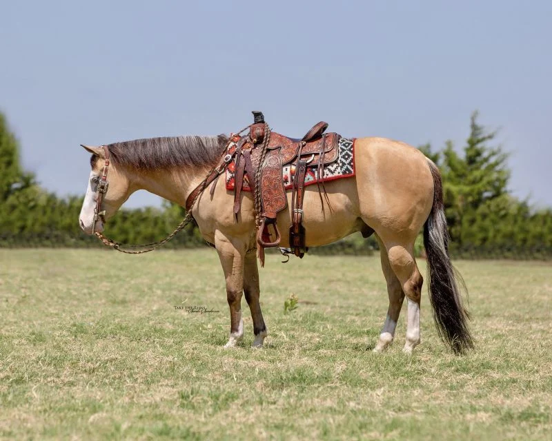 Valley Kingston - Warmblood Horse
