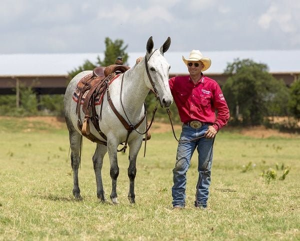 Valley Kingston - Warmblood Horse