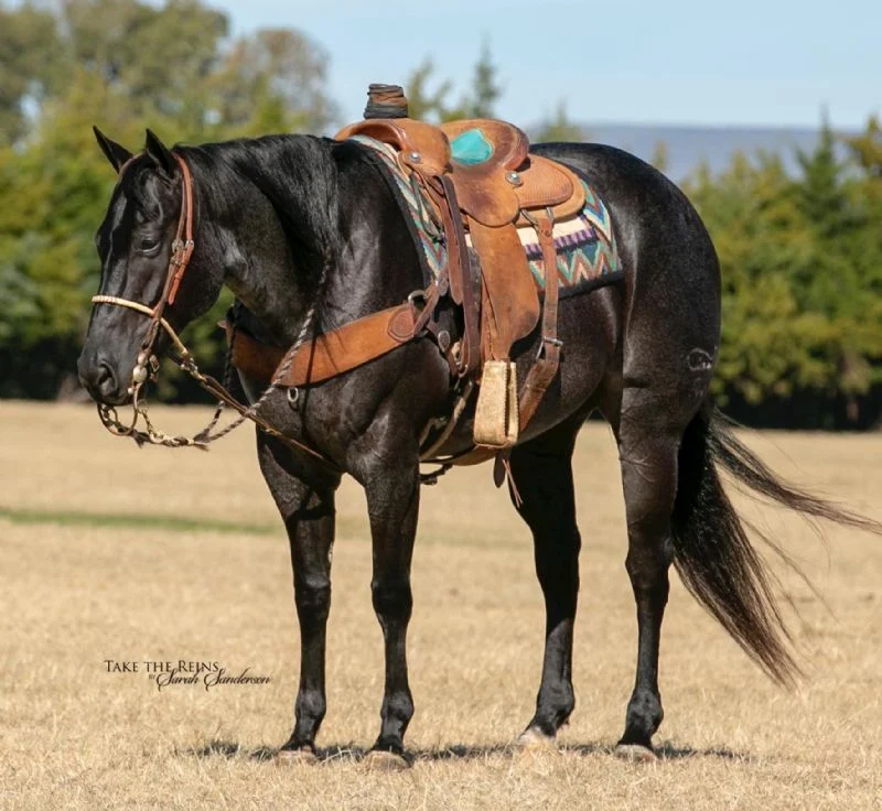 horse with baby image