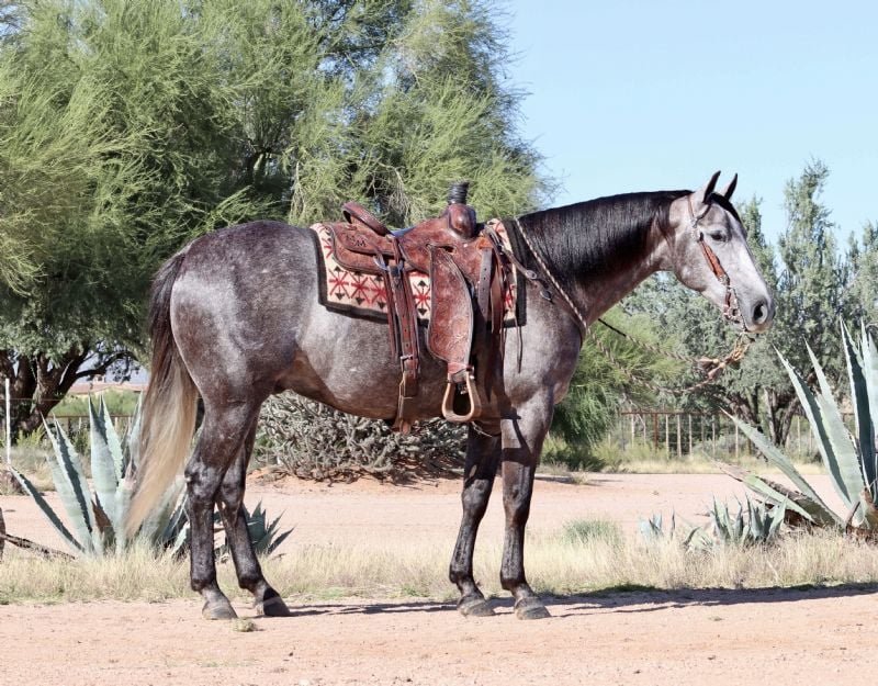 Valley Kingston - Warmblood Horse